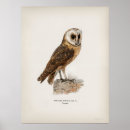 Recherche de illustration hibou posters Oiseau