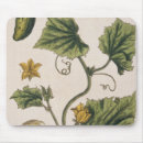 Recherche de concombre tapis souris Jardin