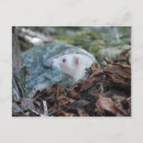 Recherche de le furet cartes postales Mignon