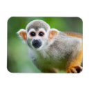 Recherche de amazone magnets Animal