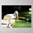 Recherche de oiseau mer posters Sauvage