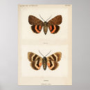 Search for vintage moth posters Butterflies