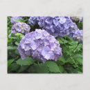 Search for hydrangea flowers postcards Leaves