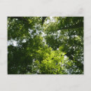 Search for canopy postcards Green