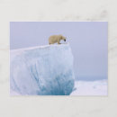 Search for ice pack postcards Nanook