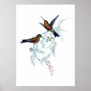 Recherche de colibri posters Bleu