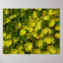 Search for ice plants Nature