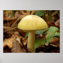 Search for poisonous art Fungus