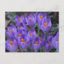 Recherche de fleurs de crocus cartes postales Pour elle