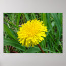 Recherche de taraxacum posters Pissenlit