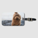 Search for havanese dog Animal
