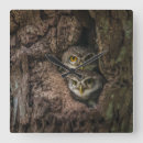 Search for bird nest clocks Owl