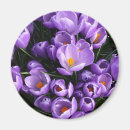 Search for spring crocus magnets Flowers