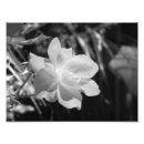 Recherche de copie noire et blanche Noir et blanc