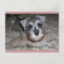 Search for miniature schnauzer postcards Schnauzers