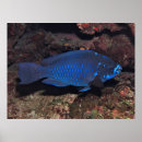 Recherche de poissons de perroquet Nature