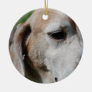 Search for beagle memorial Hound