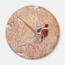 Search for pheasants magnets Animal