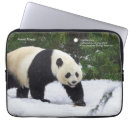 Search for smithsonian electronics Giant panda