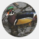Search for wood duck stickers Animal