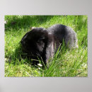 Search for sweet bunny posters Animal