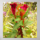 Search for cockscomb Blossom