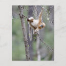 Search for cute monkey postcards Primate