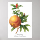 Search for pomegranate fruit posters Retro
