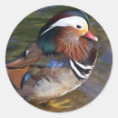 Search for mandarin stickers Bird