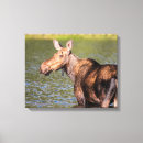 Search for chuck art Danita delimont