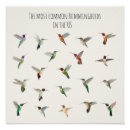 Recherche de colibri posters Faune
