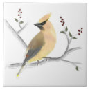 Recherche de oiseau rouge carreaux Baies rouges
