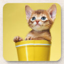 Search for kitten barware Cool