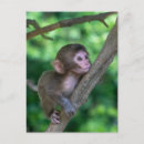 Search for japanese snow monkeys postcards Animals in the wild