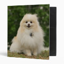 Search for spitz office supplies Sitting