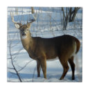 Recherche de cerfs communs carreaux Whitetail