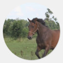 Search for bay horse stickers Equine