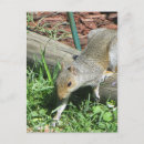 Search for extend postcards Mammal