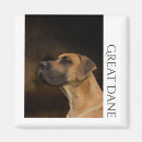 Search for great danes magnets Dog