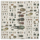 Search for beetle Biology