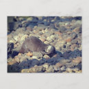 Search for claws postcards Cute