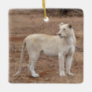 Search for rare ornaments Wildlife