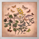 Search for vintage botanical posters Rustic