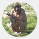 Search for chimp stickers Nature