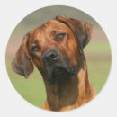 Recherche de ridgeback autocollants Retour