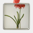 Recherche de amaryllis maison deco Illustration