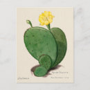 Recherche de indies cartes postales Illustration
