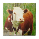Recherche de cow carreaux Vaches