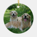 Search for flat coated retriever ornaments Canine photographer