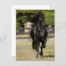 Recherche de cheval noir cartes postales Friésien